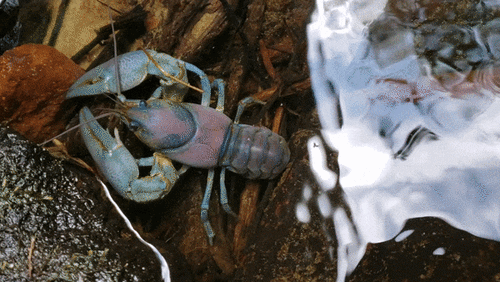 Signal Crayfish, Coos County, OR, USA, photo 7 of 10