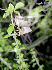 Pandesmini