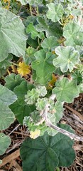 Malva preissiana