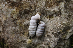 Urocoptoidea