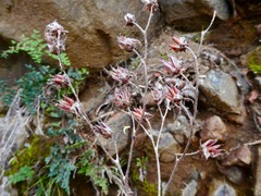 Dudleya cymosa