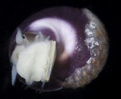 Eulithidium