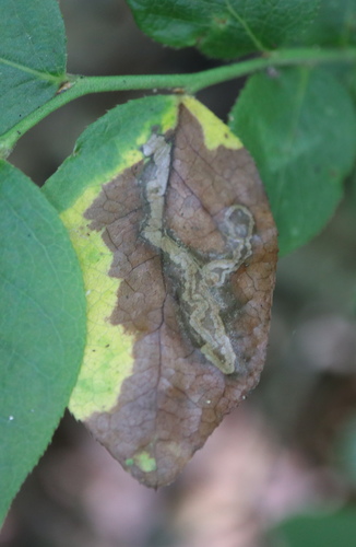 Stigmella corylifoliella photo 4