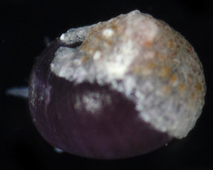 Eulithidium