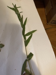 Epilobium strictum