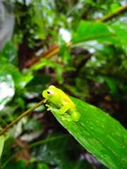 Espadarana durrellorum
