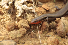 Plestiodon callicephalus