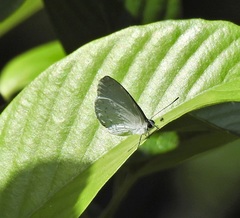 Eirmocides margarita