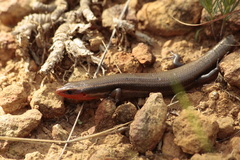 Plestiodon callicephalus