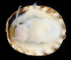 Lottia paradigitalis