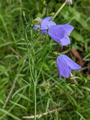 Campanula rotundifolia