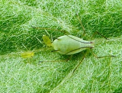 Macrosiphoniella