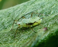 Macrosiphoniella