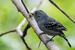 Thamnophilus ambiguus