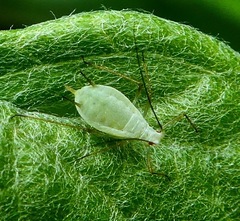 Macrosiphoniella