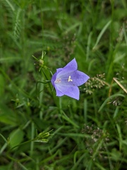 Campanula rotundifolia