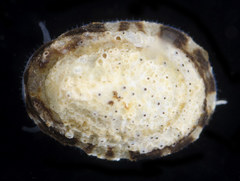 Lottia paradigitalis