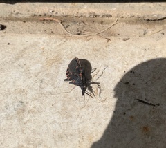Triatoma sanguisuga