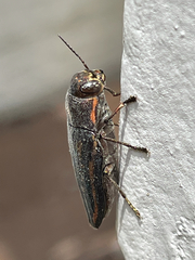 Buprestis