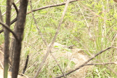 Sceloporus albiventris