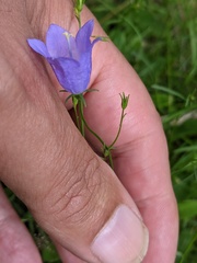 Campanula rotundifolia