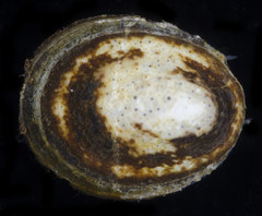 Lottia paradigitalis