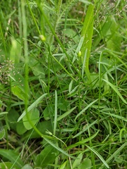 Campanula rotundifolia