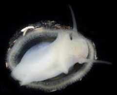 Lottia paradigitalis