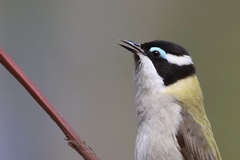 Melithreptus gularis