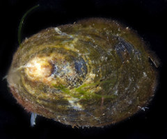 Lottia paradigitalis