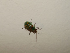 Diabrotica speciosa