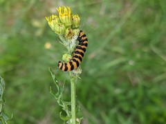 Tyria jacobaeae