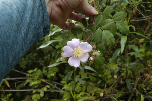 photo of California Wild Rose (Rosa californica)
