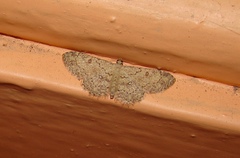 Cyclophora nanaria