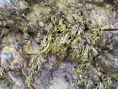 Pelvetiopsis limitata