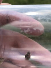 Calliopsis nebraskensis