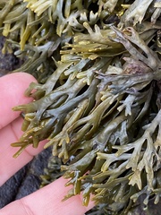 Pelvetiopsis limitata
