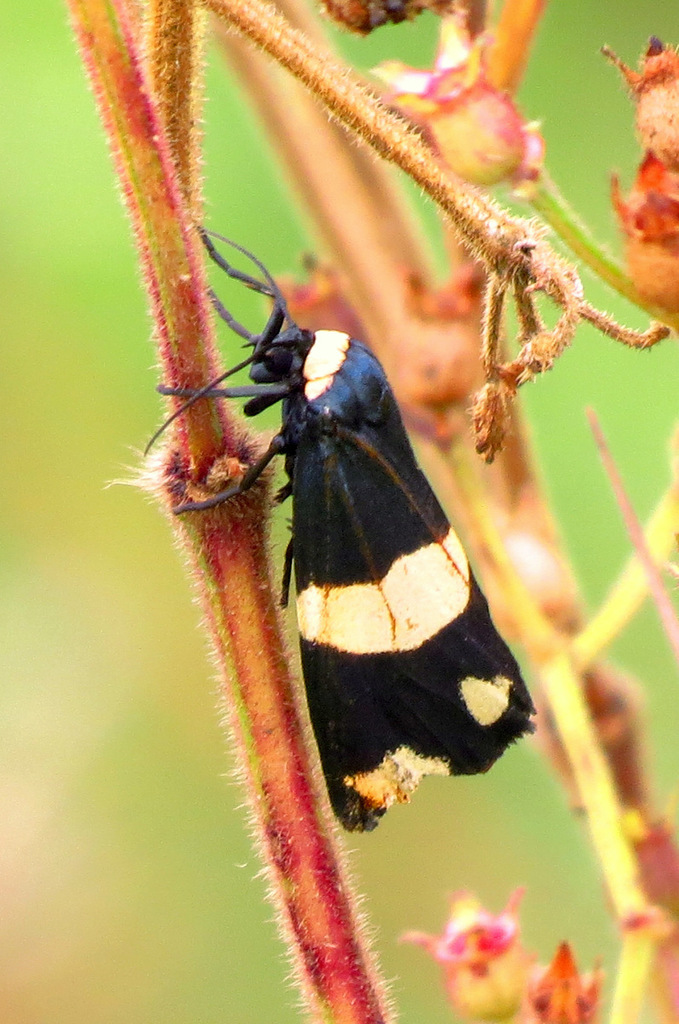 Eudesmia ruficollis