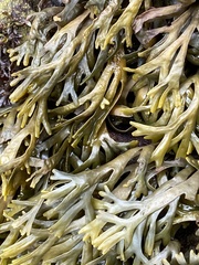 Pelvetiopsis limitata