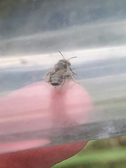 Calliopsis nebraskensis