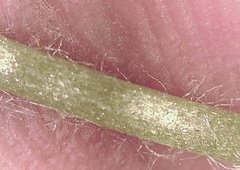 Micranthes porsildiana