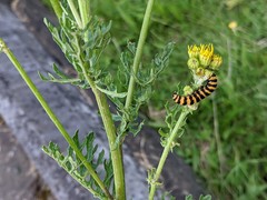 Tyria jacobaeae