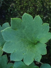 Micranthes porsildiana