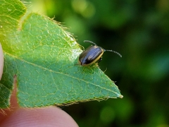 Microtheca ochroloma