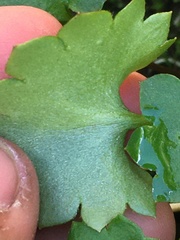 Micranthes porsildiana