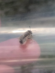 Calliopsis nebraskensis