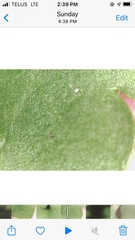 Micranthes porsildiana