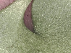 Micranthes porsildiana