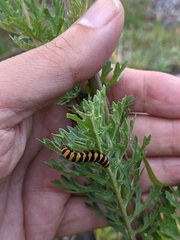 Tyria jacobaeae