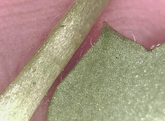 Micranthes porsildiana